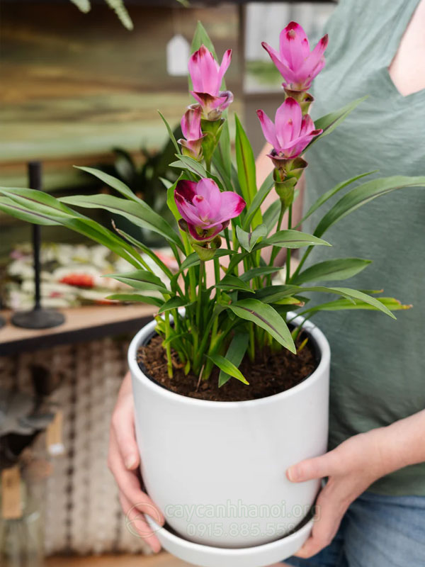 Cây Đa Búp Đỏ Có Hoa Không: Giải Đáp Chi Tiết Từ Chuyên Gia