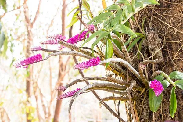 Chăm sóc lan báo hỷ phát triển xanh tốt trên giá thể gỗ tự nhiên