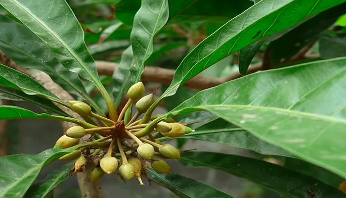 Chăm sóc cây lê ki ma đúng cách giúp cây sinh trưởng nhanh