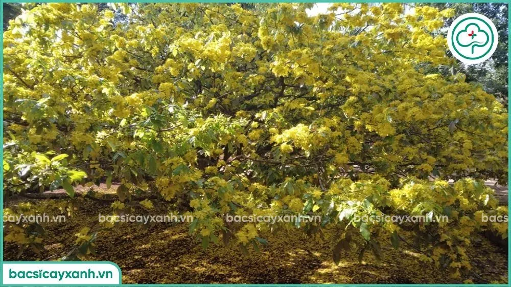 Cây mai vàng nở hoa rực rỡ trong chậu