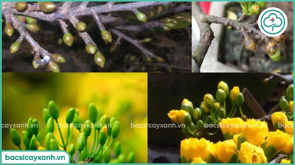 Cành mai vàng với nụ hoa chuẩn bị nở