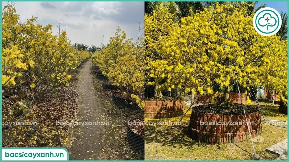 Cây mai vàng được chăm sóc sau Tết