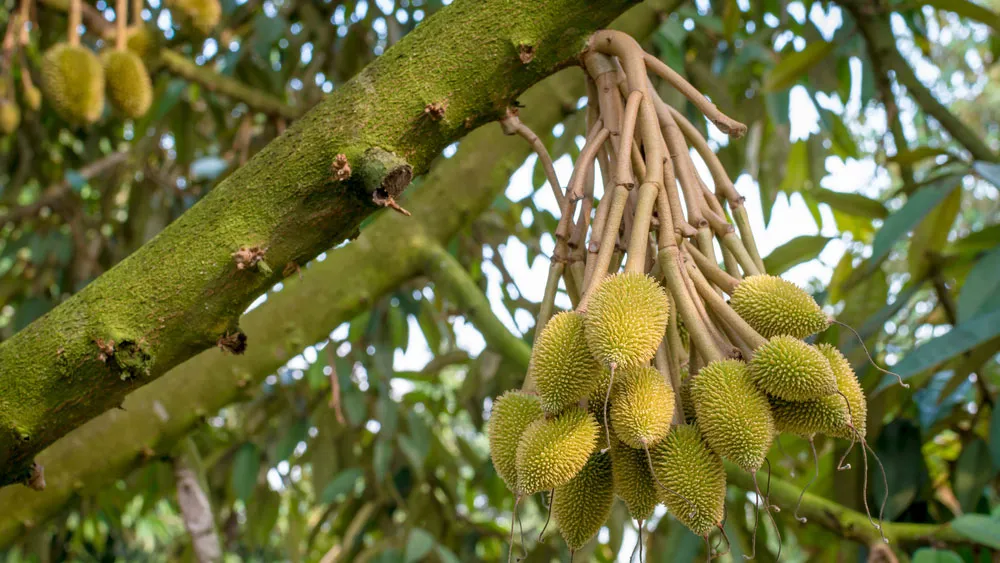 Phân bón lá 10-30-30 kích thích ra hoa và đậu quả cho cây ăn trái