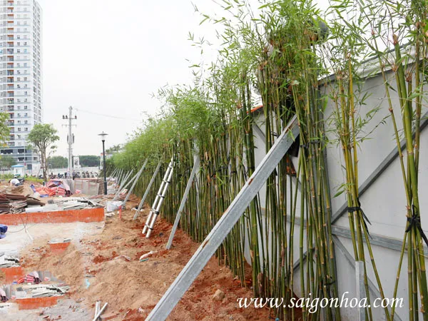 Chăm sóc trúc cần câu