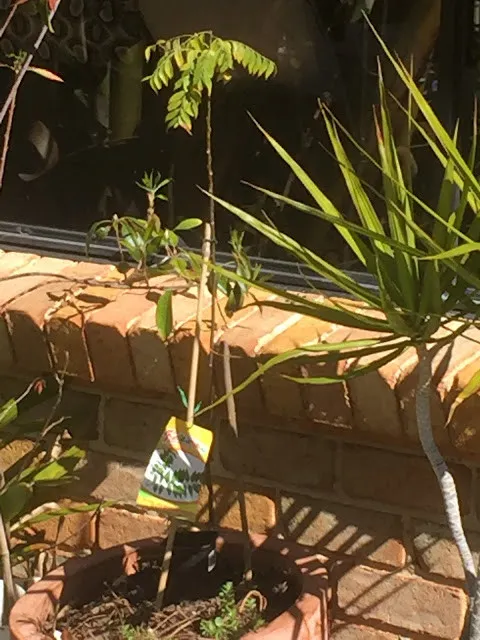 Chăm sóc và thay chậu cho cây cà ri con đã lớn