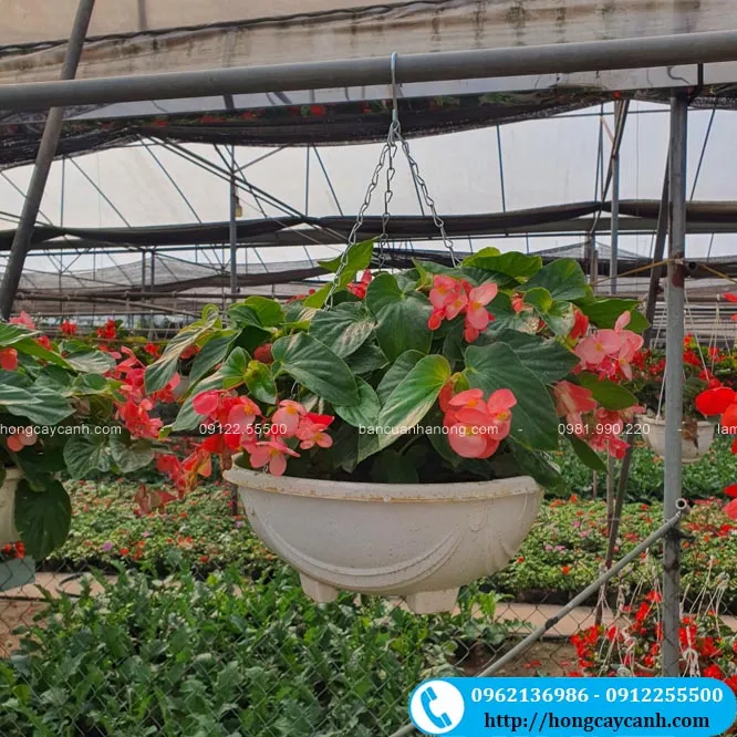 Chảo hoa thu hải đường treo