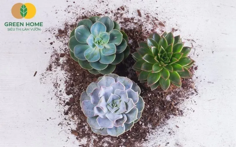 Đất để trồng sen đá có thành phần tự nhiên an toàn cho cây và người