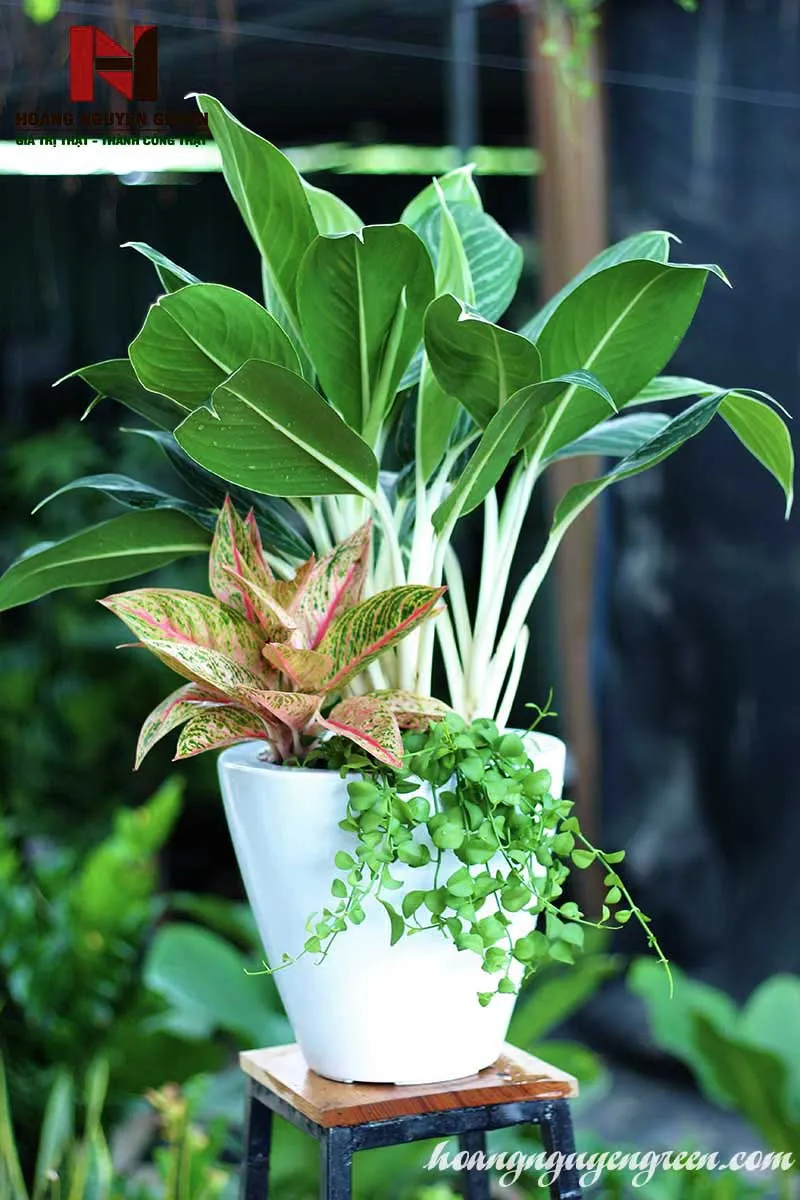 Chậu Bạch Mã Hoàng Tử mang lại sự thịnh vượng