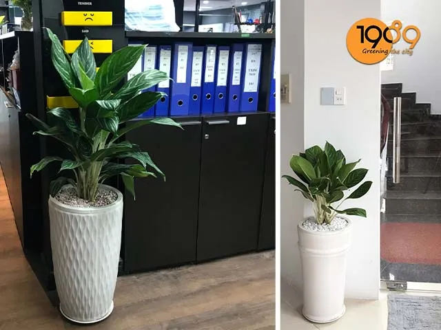 Chậu cây bạch mã hoàng tử trang trí phòng họp giúp khử bức xạ điện từ hiệu quả