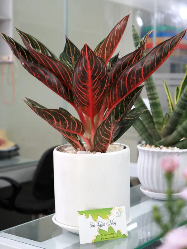 Chậu Bao Thanh Thiên để bàn