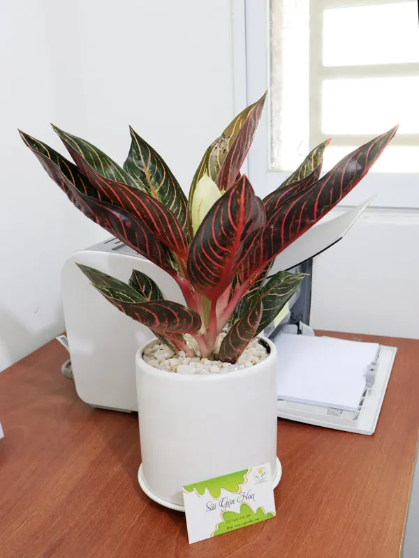 Chăm sóc Bao Thanh Thiên