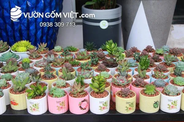 Ứng dụng chậu mini cho trang trí để bàn văn phòng