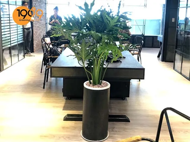 chậu cây để sàn cao cấp trầu bà thanh xuân đẹp chất