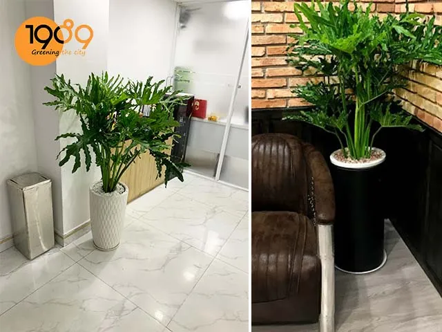 chậu cây để sàn cao cấp trầu bà thanh xuân đẹp