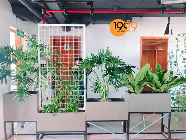 chậu cây để sàn trầu bà thanh xuân cao cấp