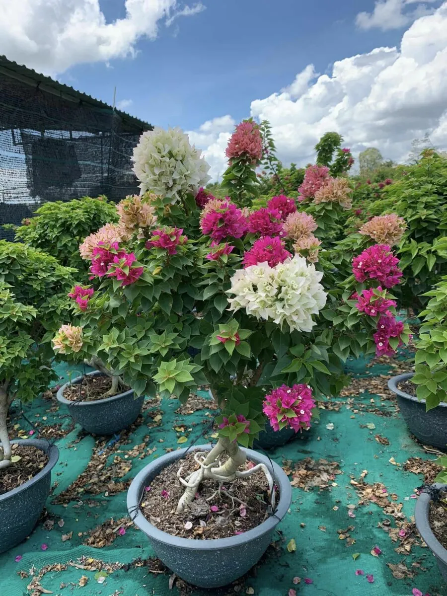 Cây hoa giấy mỹ trồng chậu sẵn