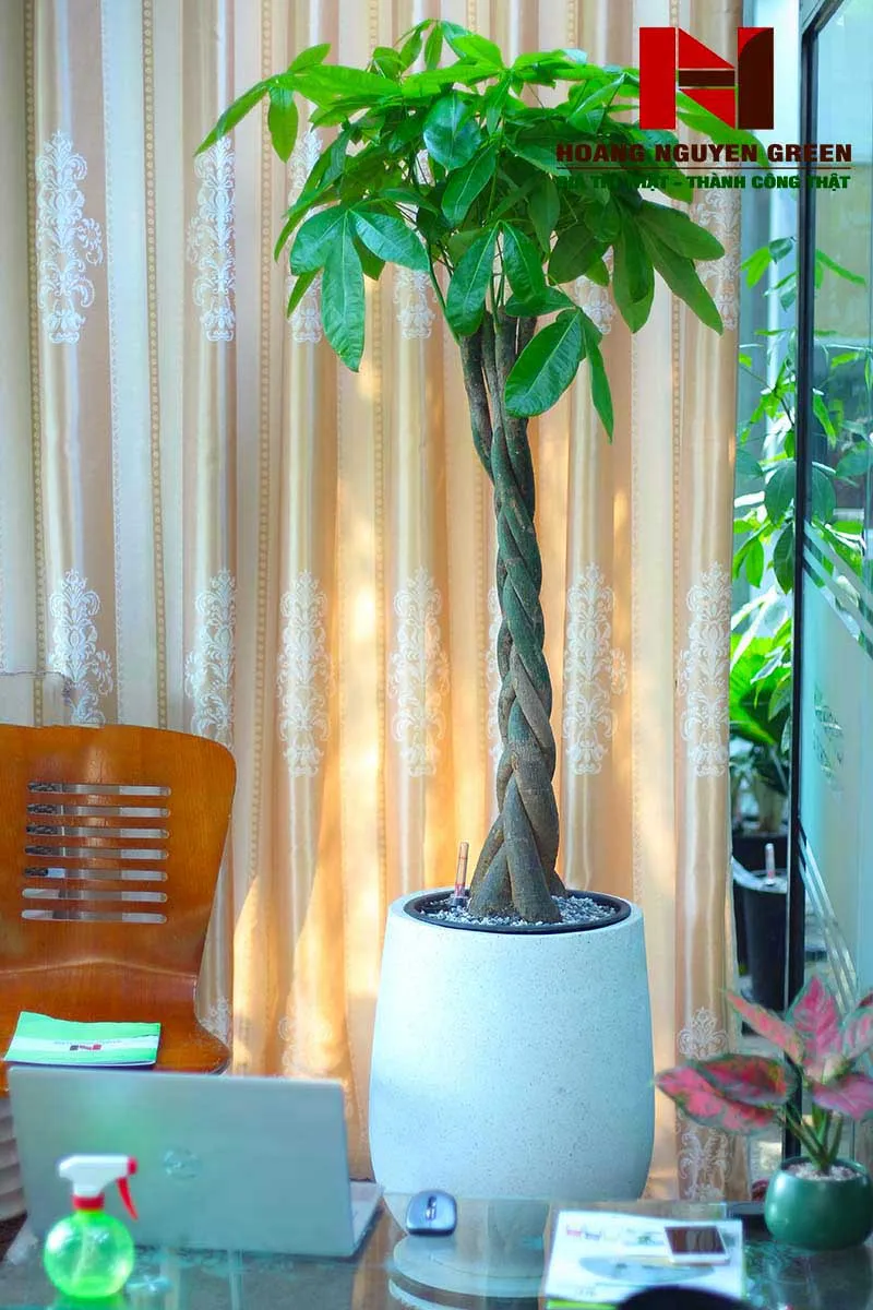 Chậu cây Kim Ngân thu hút tài lộc