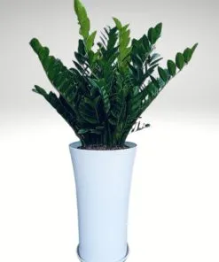 Cây Kim Tiền với lá xanh bóng mọng nước