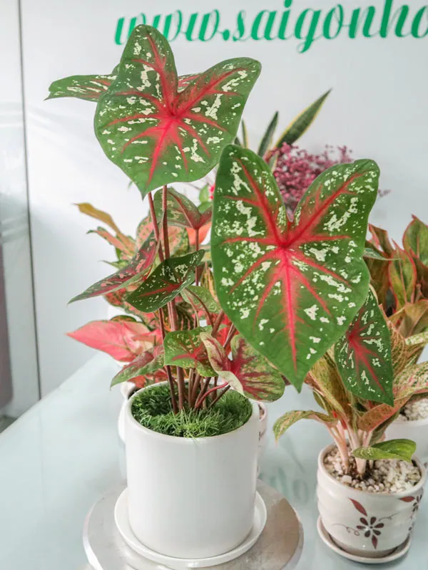 Chậu Môn Đốm Đỏ