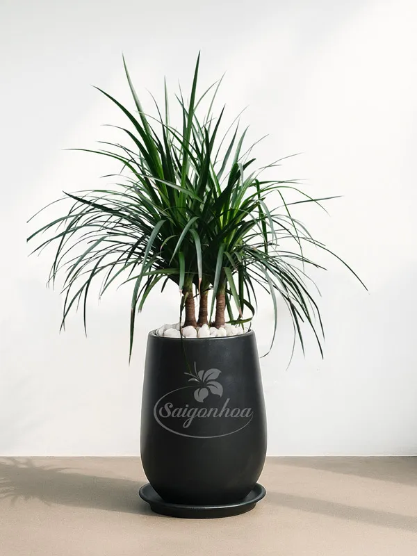 chậu-cây-phát-tài-núi-lá-nhỏ