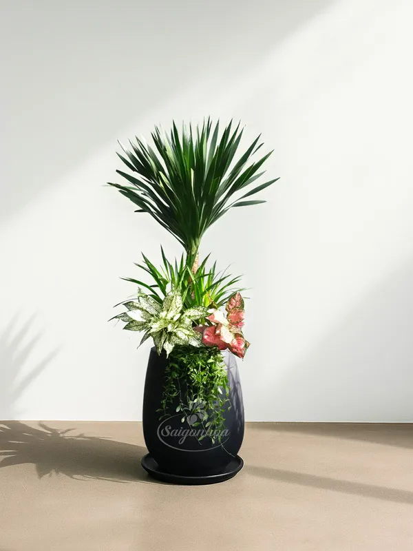 chậu-cây-phát-tài-núi-thái