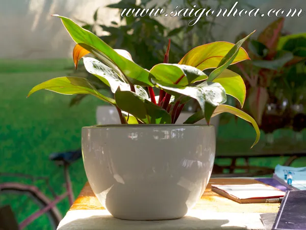 Chậu Trầu Bà Đế Vương Đỏ