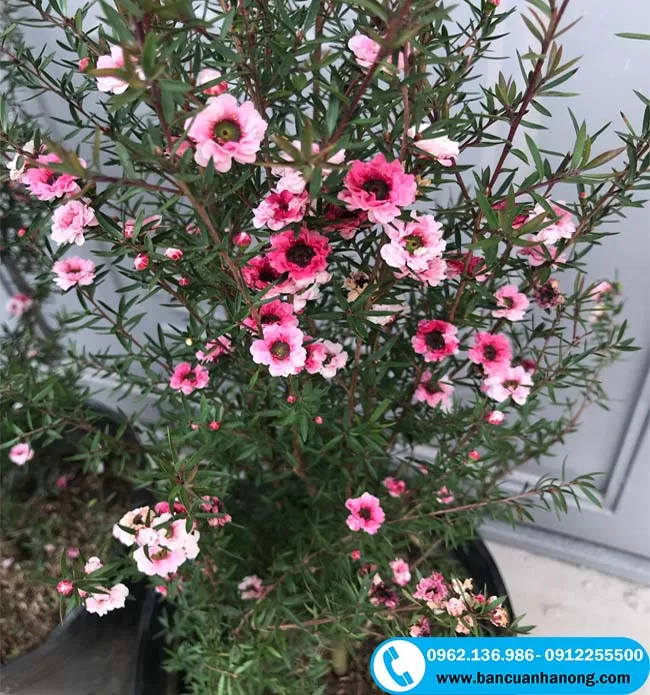 Chậu cây tùng tuyết mai để bàn tỏa hương thơm dịu nhẹ trong phòng