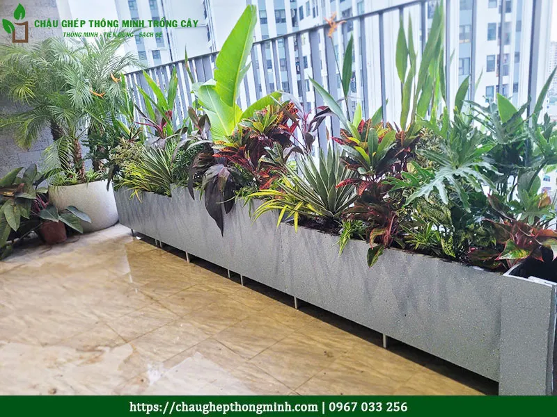 Chậu composite chữ nhật trồng cây ban công