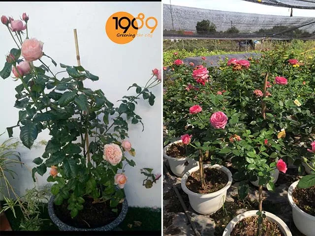 Sự đồng nhất về chất liệu và màu sắc chậu tạo nên vẻ đẹp chuyên nghiệp cho khu vườn