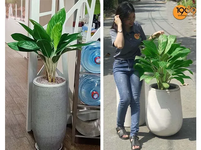 Tổng thể một chậu cây bạch mã hoàng tử tại không gian văn phòng tối giản