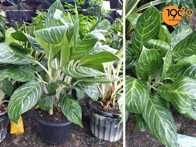 Cận cảnh lá cây bạch mã hoàng tử phát triển khỏe mạnh trong chậu composite cao cấp