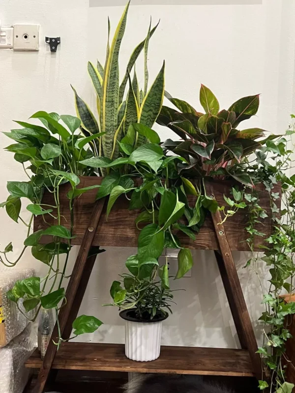 Chậu Trồng Cây Thủy Tinh: Lựa Chọn Tinh Tế Cho Không Gian Xanh