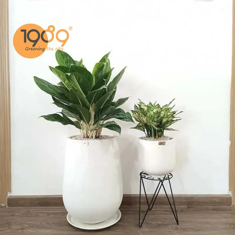 Mẫu chậu cây bạch mã hoàng tử kích thước lớn trang trí sảnh văn phòng hiện đại 2026