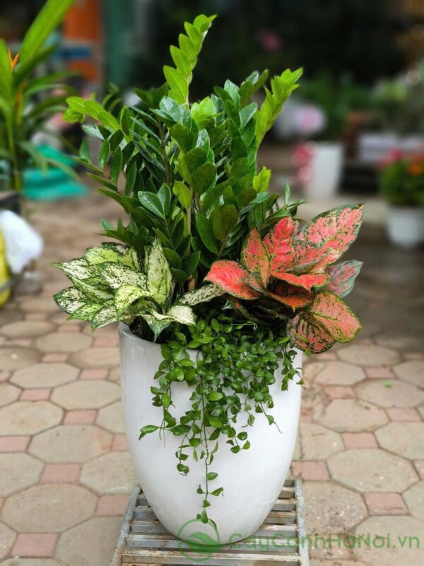 Cây Trầu Bà Có Hoa Không? Giải Mã Hiện Tượng Hiếm Gặp