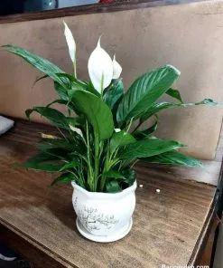 Chậu cây Lan Ý với hoa trắng tinh khôi