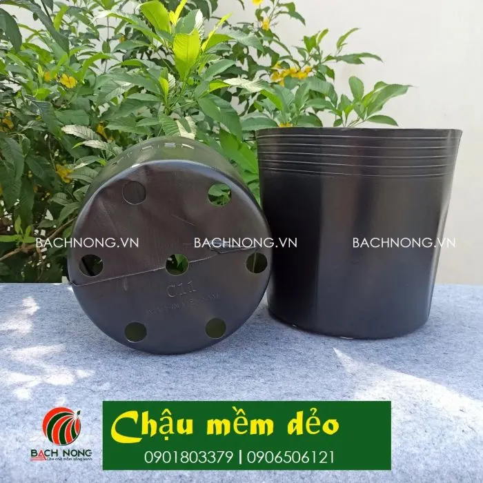 Chậu nhựa mầm C11 thích hợp trồng cúc vạn thọ