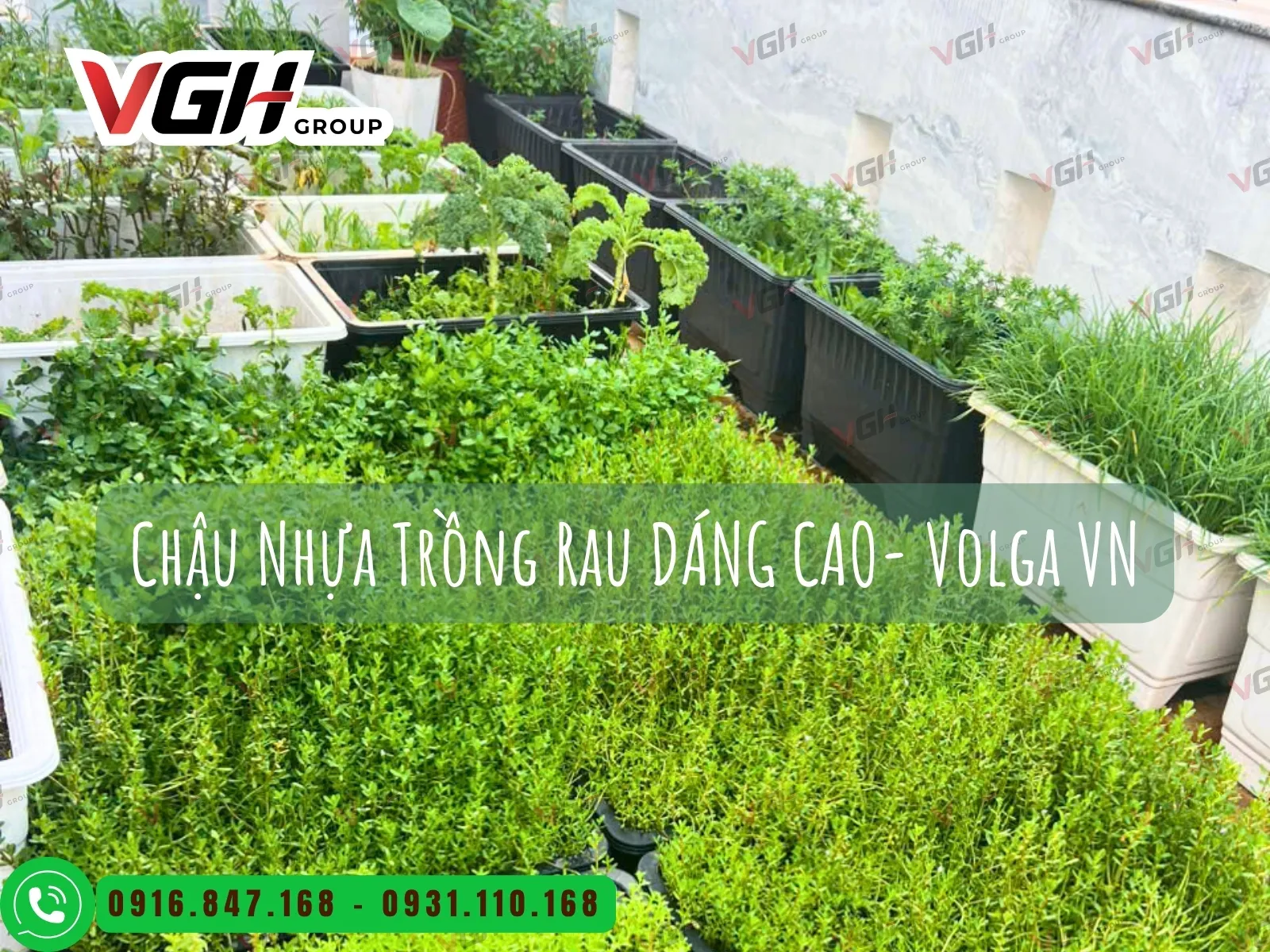 chau-nhua-trong-rau-dang-cao