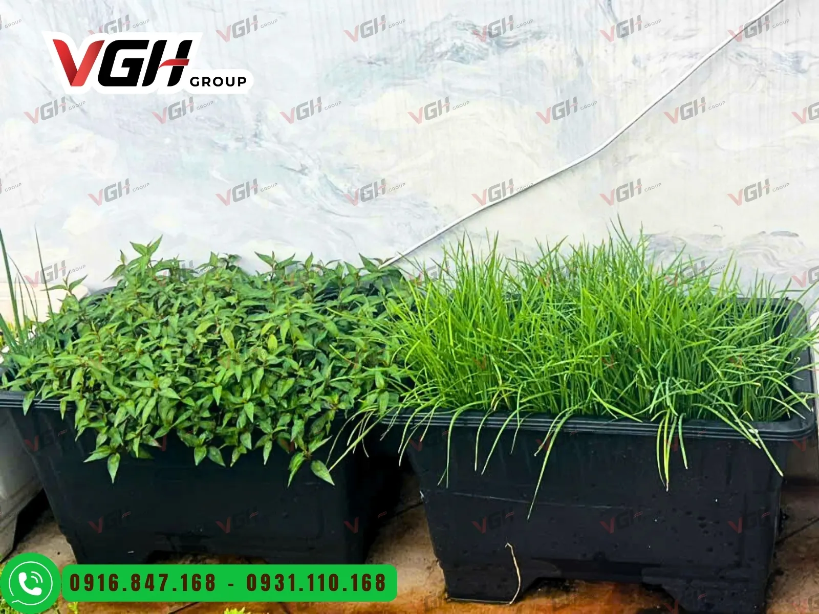 chau-nhua-trong-rau-dang-cao