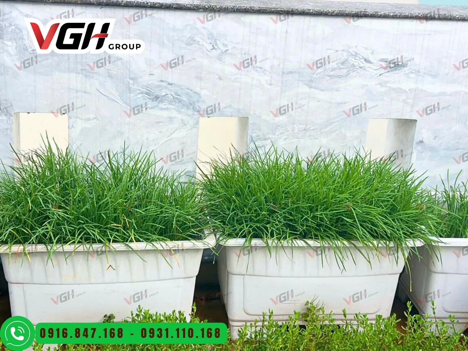 chau-nhua-trong-rau-dang-cao