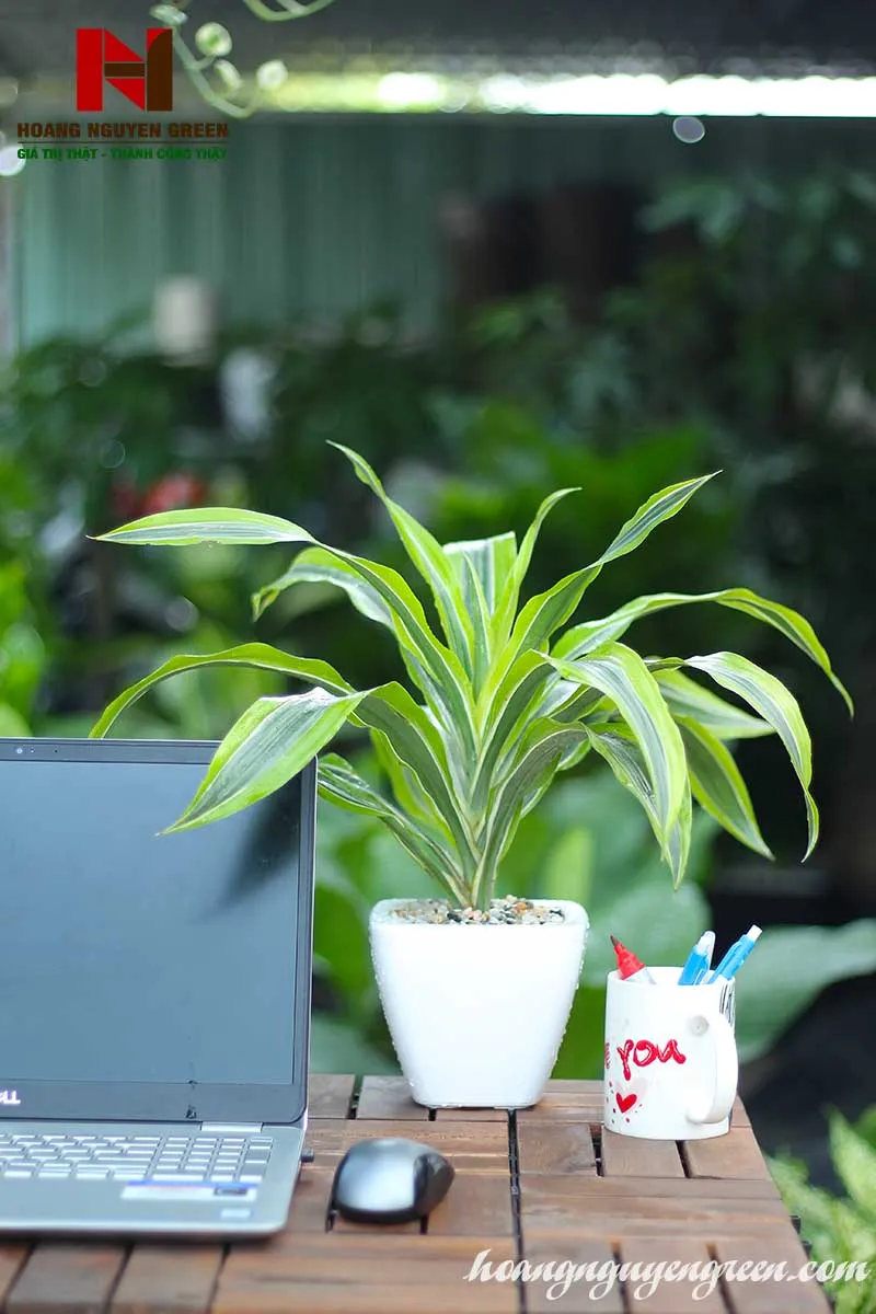 cách trồng và chăm sóc cây phát tài