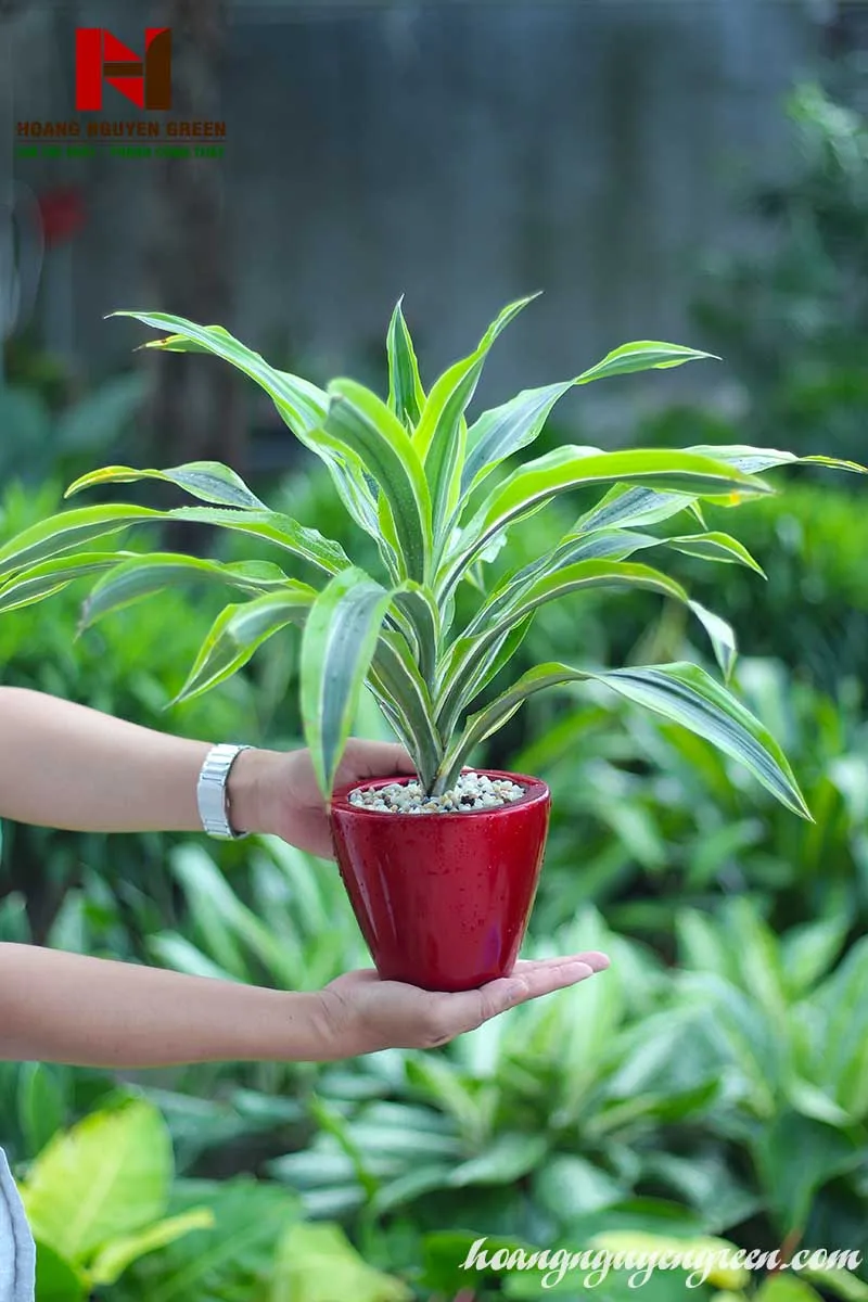 cây phát tài để bàn