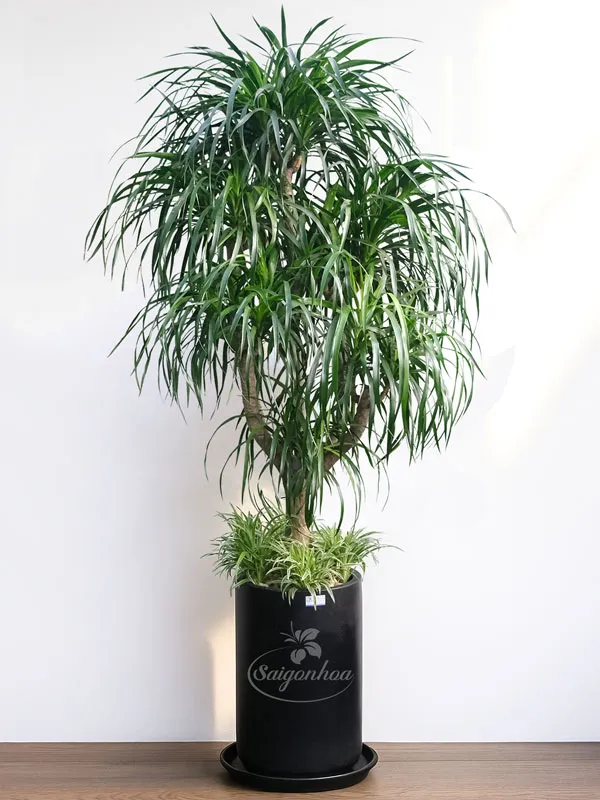 chậu-phát-tài-nủi-lớn