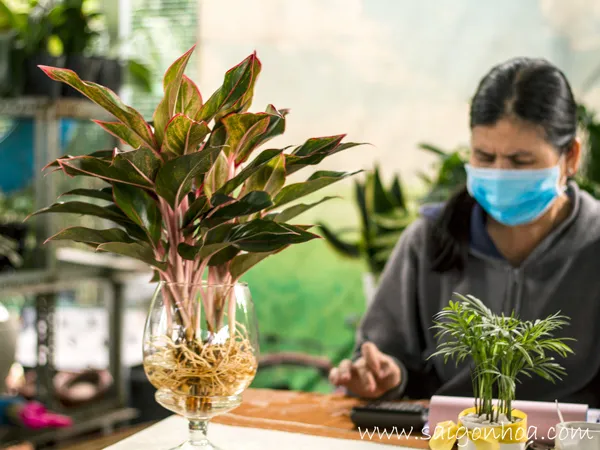 Cây Phú Quý trong nước