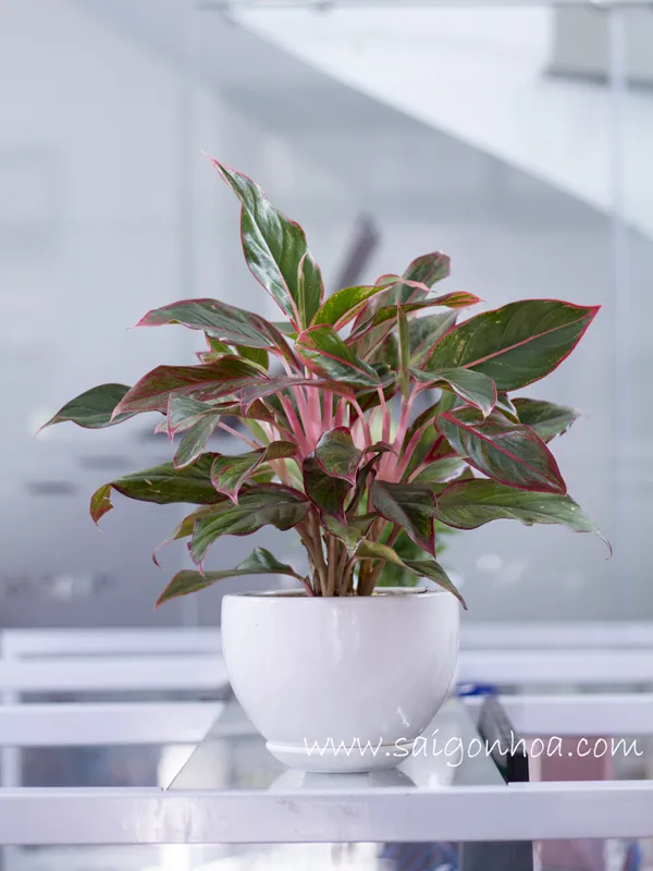 Cây Phú Quý văn phòng