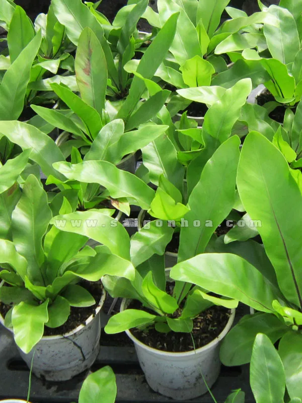 Chậu răng ổ phụng