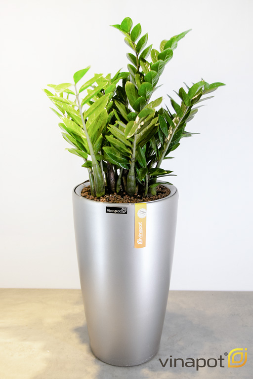 Mệnh Mộc Trồng Cây Gì Hợp Phong Thủy Để Mang Lại Tài Lộc, May Mắn