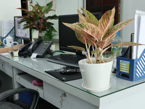 Chậu Thịnh Vượng để bàn