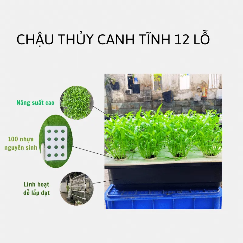 Cửa hàng vật tư thủy canh City Farm cung cấp giải pháp trồng rau hiện đại