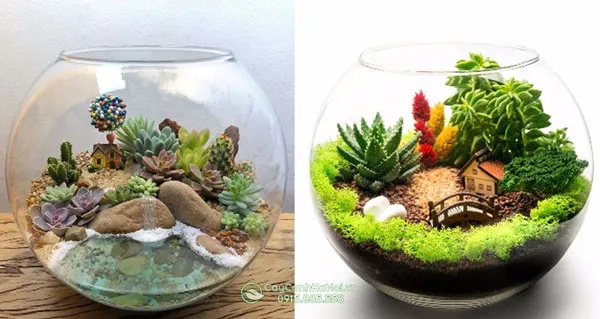 Chậu thủy tinh tròn trồng tiểu cảnh