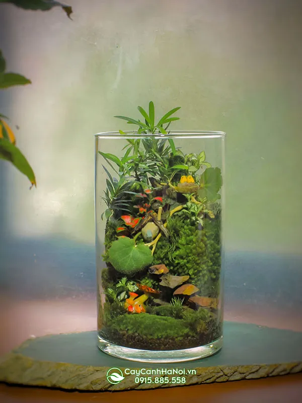 Chậu thủy tinh trụ tròn